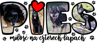 Pies Kubek Emocji